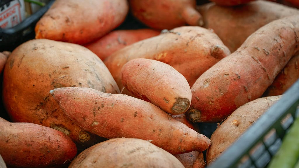 sweet potatoes from the farm