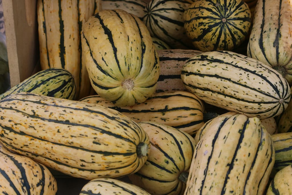 delicata squash