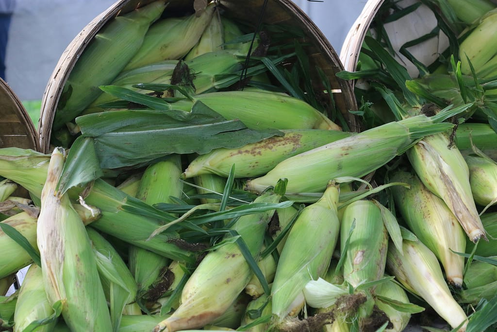 corn on the cob fresh from the field