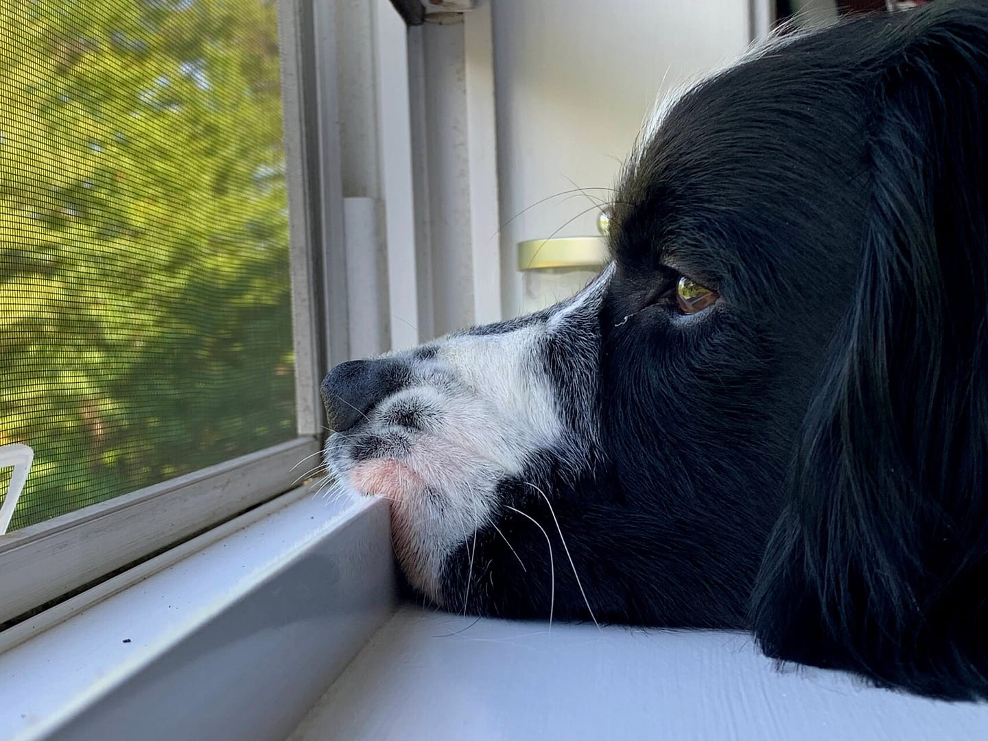 Moose looking out the window