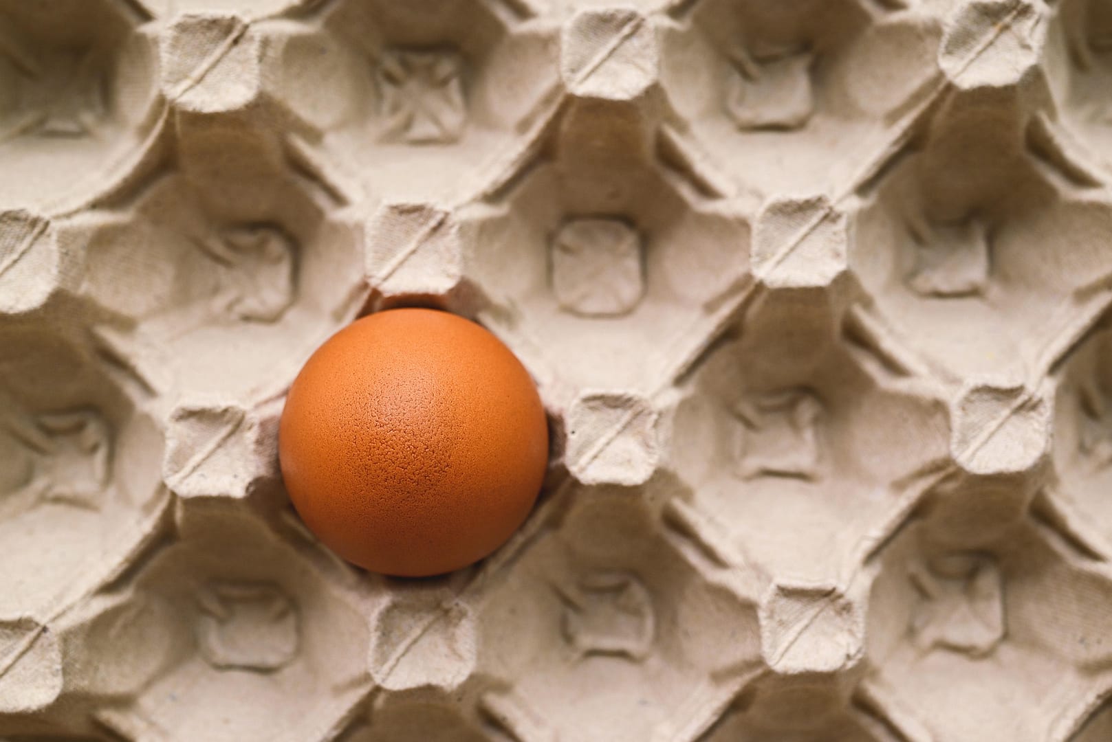 egg