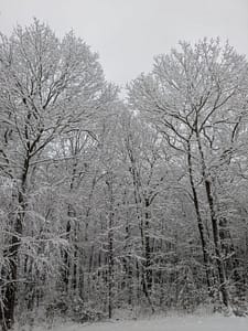 Snow-covered evergreen trees viewed through a window, marking the first real snowfall of the season in Connecticut