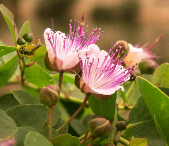 flowering caper bush