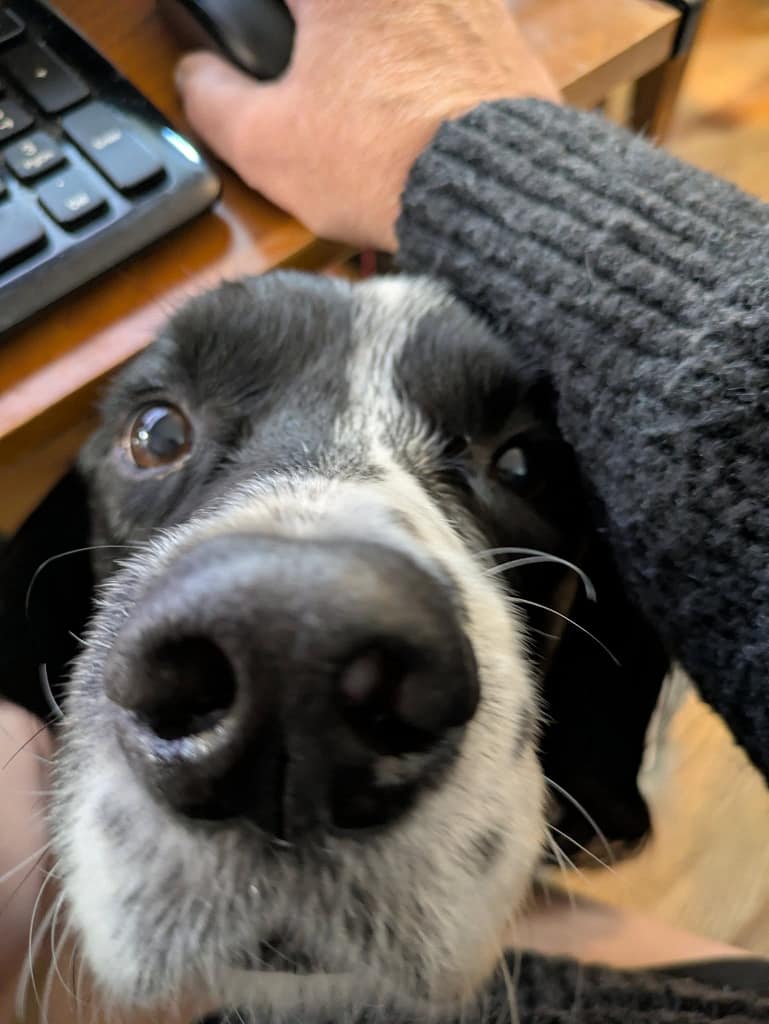 Moose at my desk