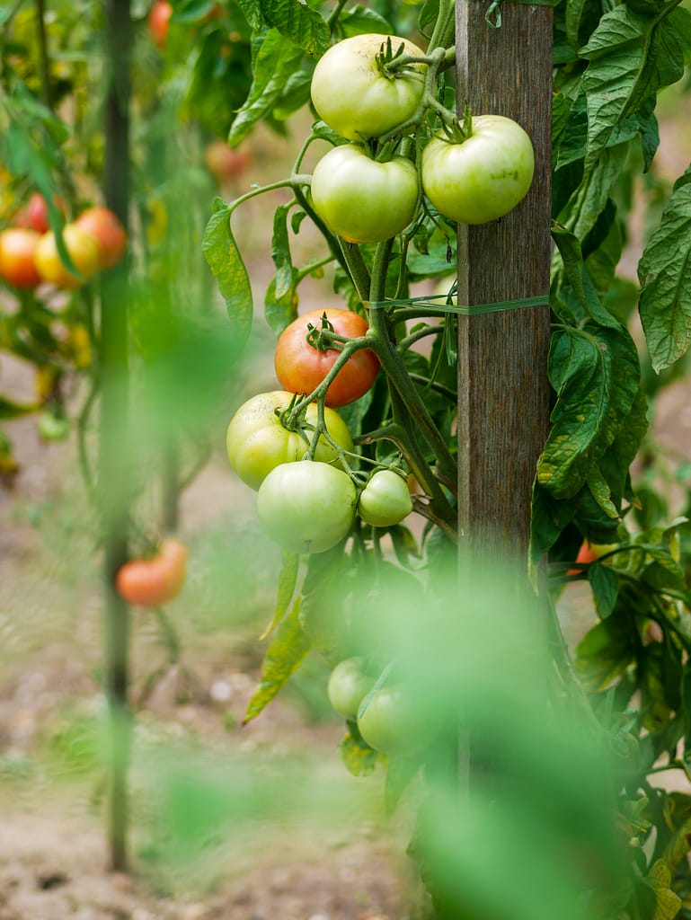 tomato plants