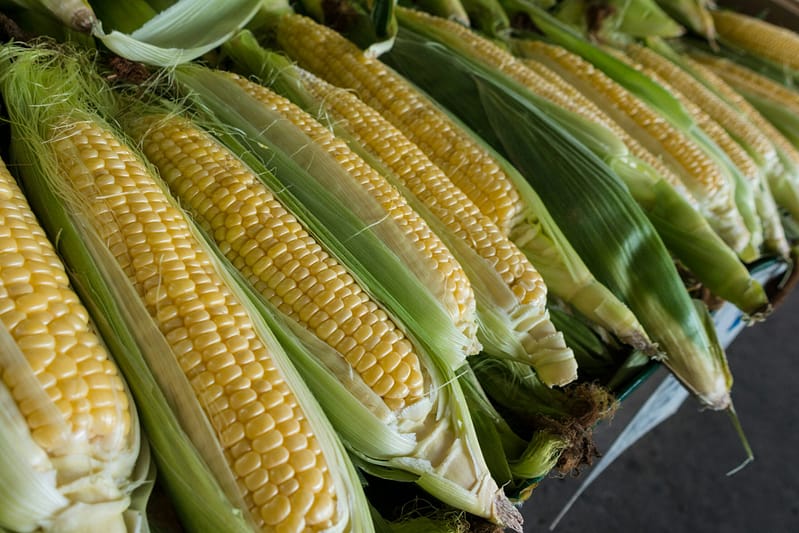 fresh corn at the market
