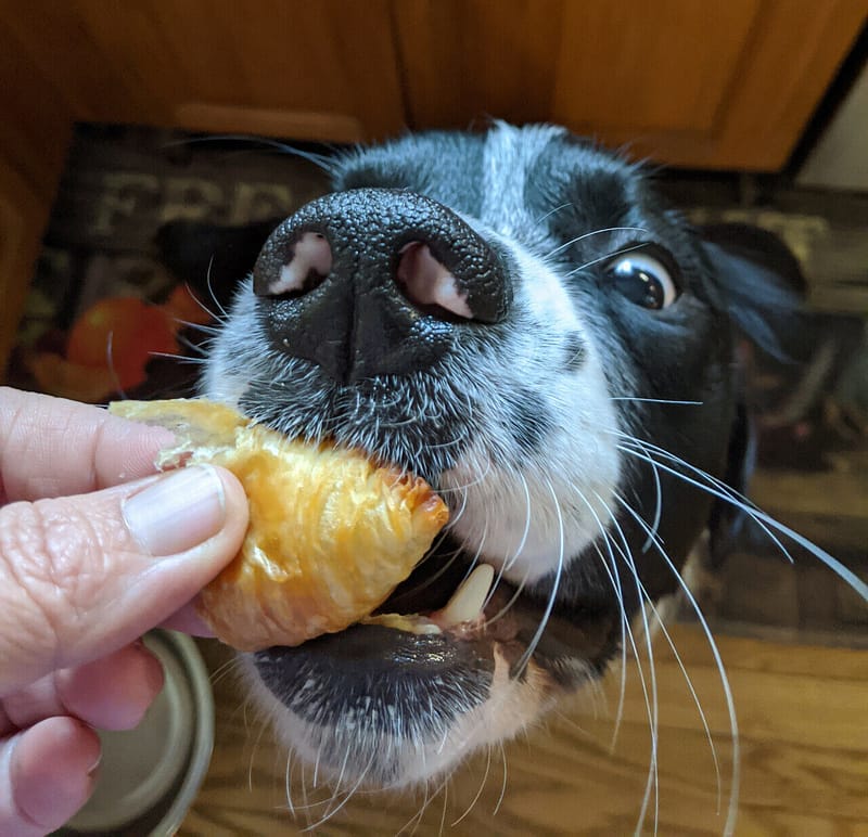 Mama feeding Moose a crossaint
