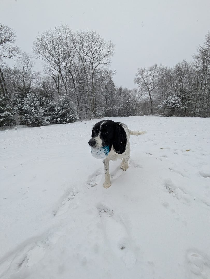 Moose in the snow