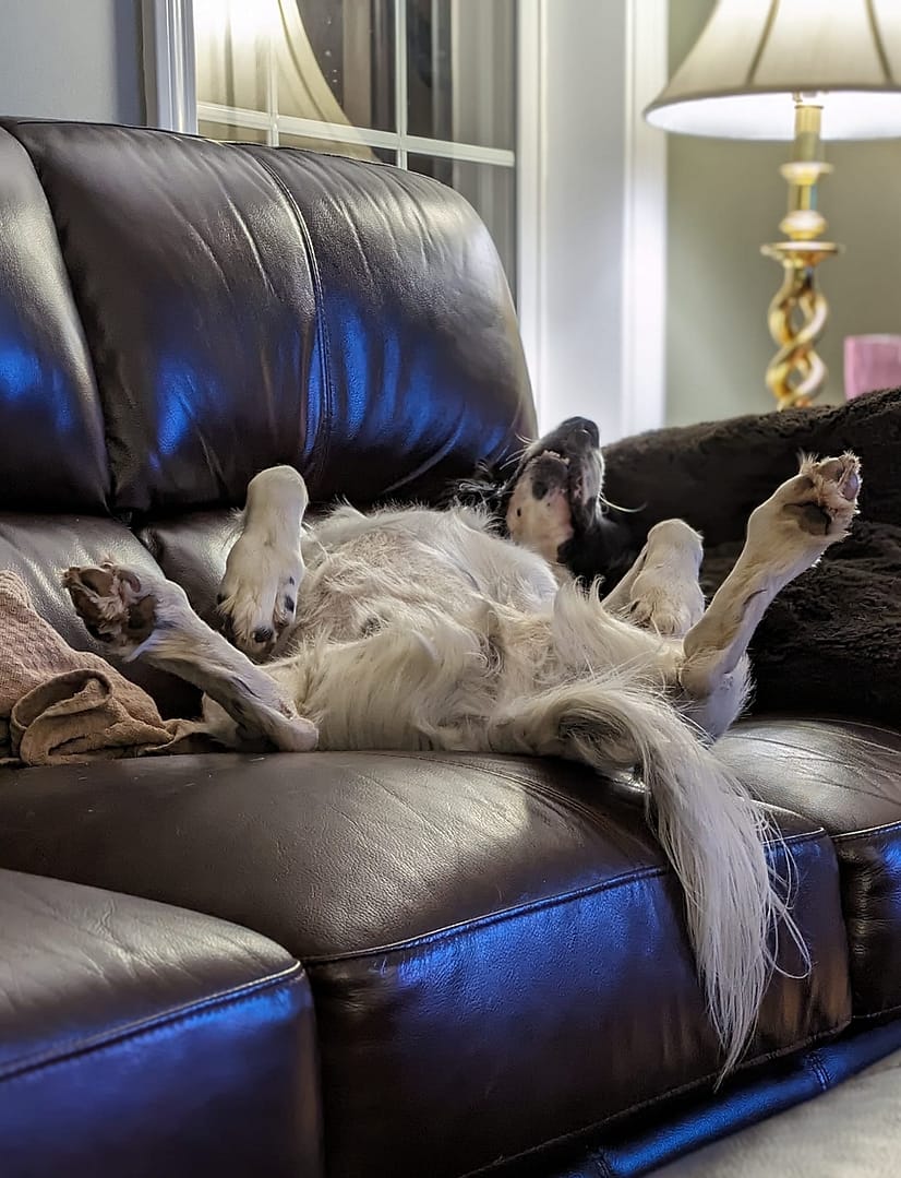 Moose napping