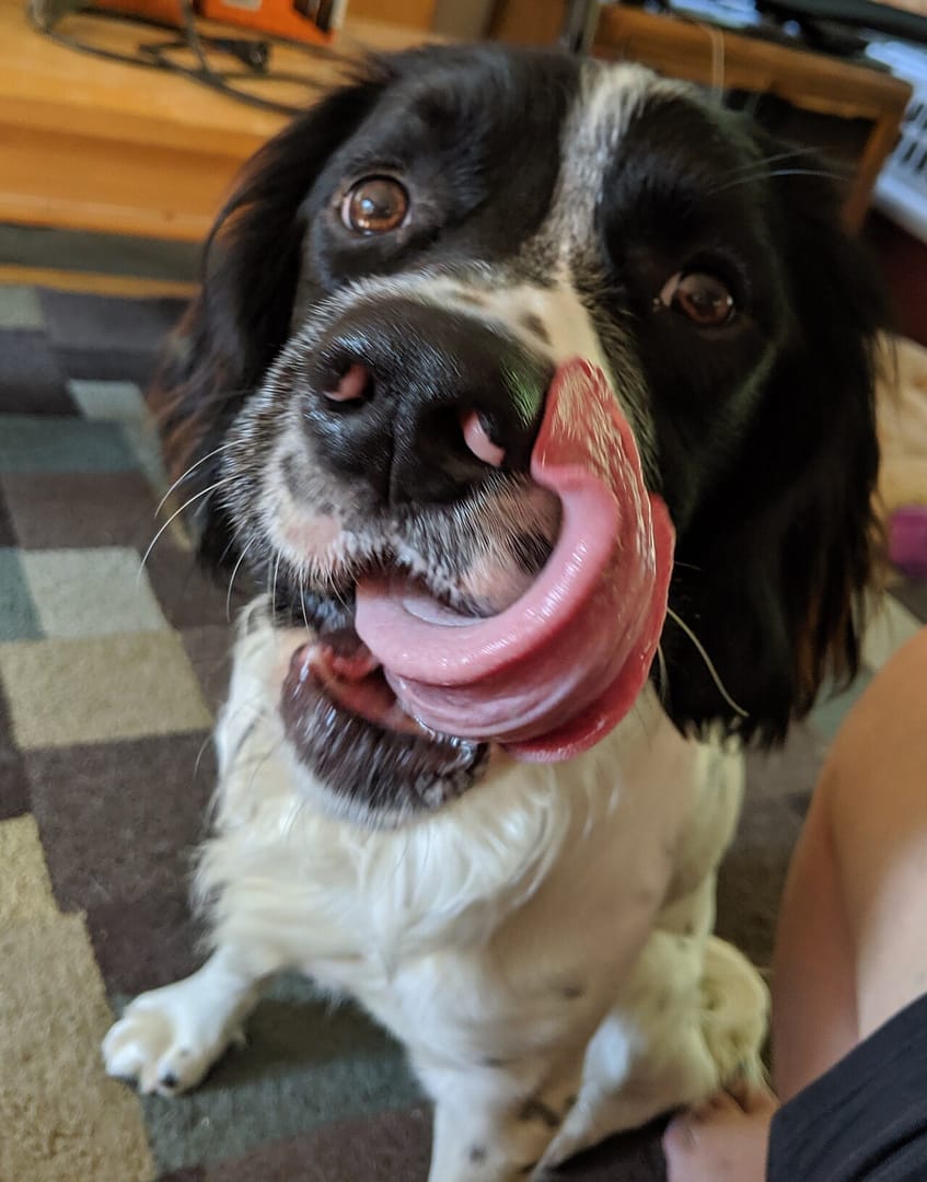 Moose and his tongue