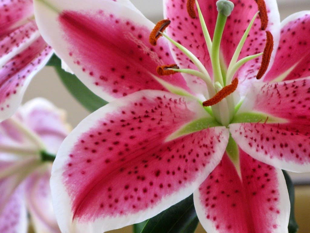 stargazer lily