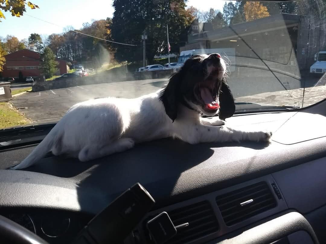 baby Moose basking in the sun