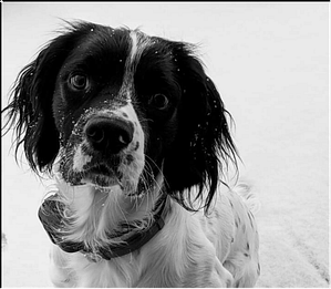 Moose, our English springer spaniel!