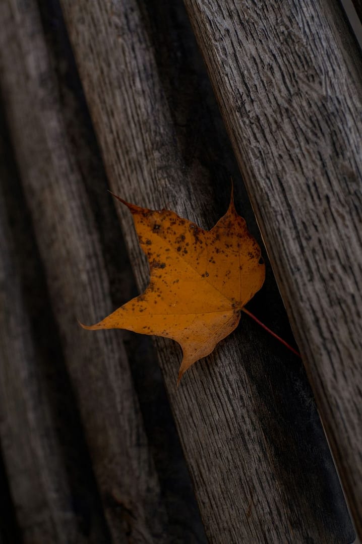 “Single orange autumn leaf on a Connecticut porch in late summer, signaling the early change of seasons.”