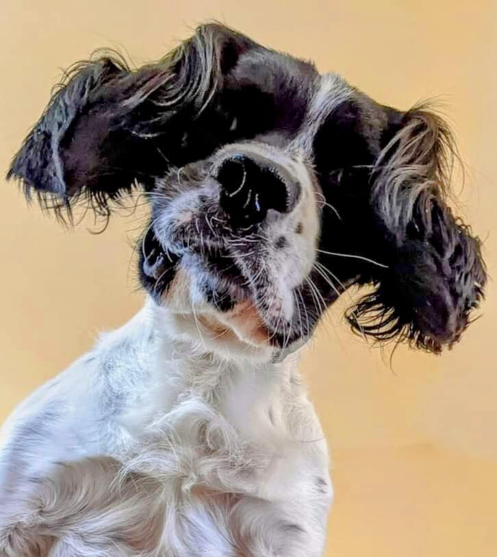 Moose looking down the stairs