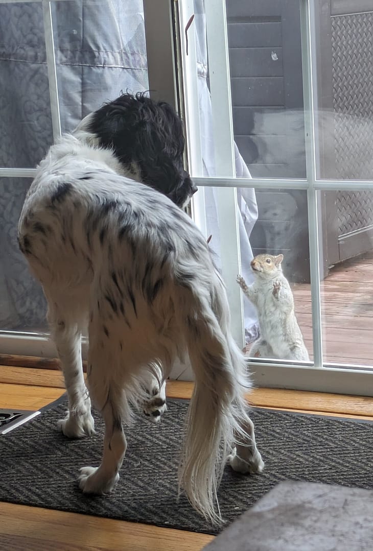 Moose talking to squirrel