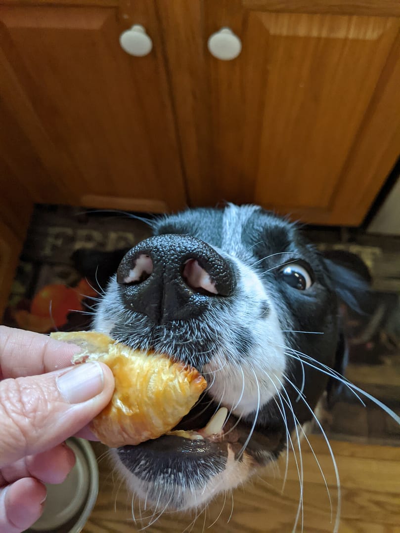 Mama feeding Moose a crossaint