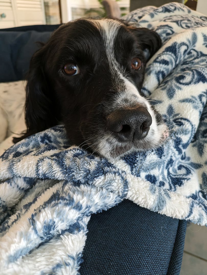 Moose and his blanket