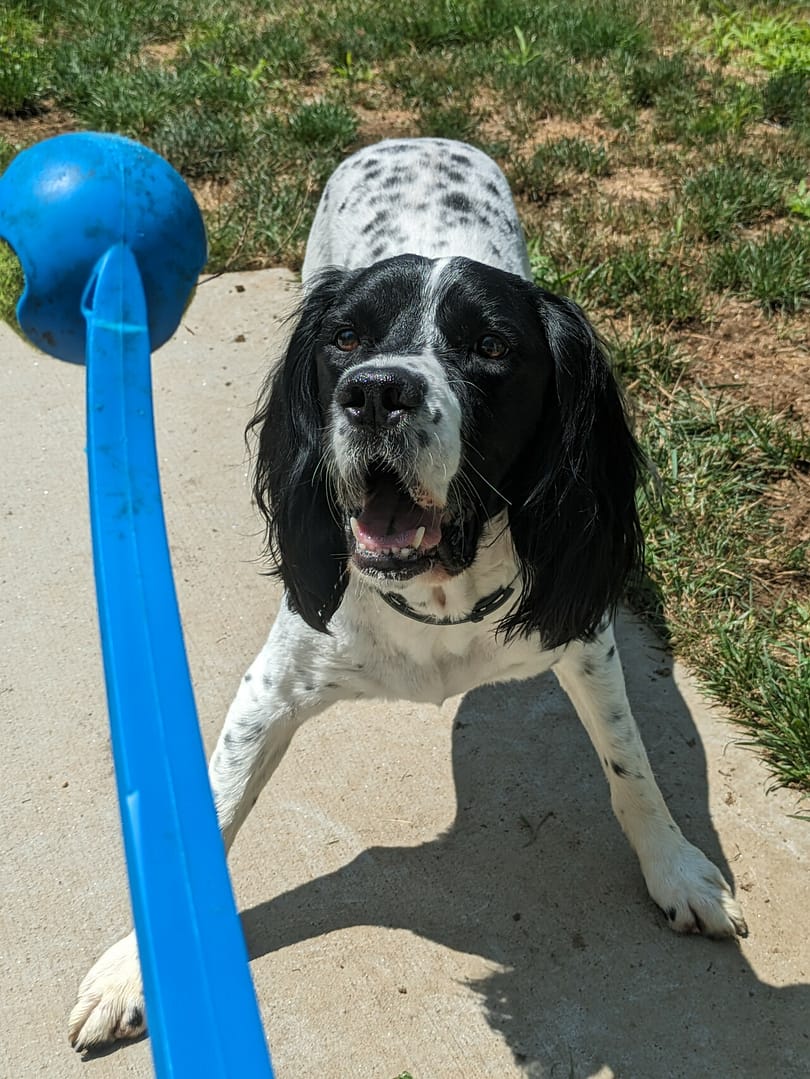 Moose waiting for the ball to fly